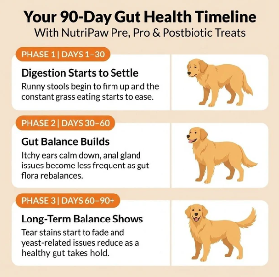 Natural Pro & Postbiotic Daily Treats
